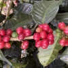 Honduras Finca El Puente Natural Catuai mielenie kawiarka (moka)