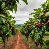 Kapsułki do kawy: historia, jakość, wpływ na środowisko i przyszłość
