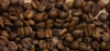 Odmiana kawy: Yellow Catucai 2SL
