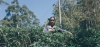 Herbata ze Sri Lanki. Historia cejlońskiej herbaty, plantacje i proces przetwarzania ręcznie zbieranych liści