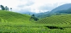 Herbata z Bangladeszu. Największe plantacje na świecie znajdują się właśnie tutaj
