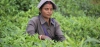 Herbata z Indii. 7 głównych regionów uprawy herbacianych krzewów