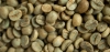 Coffea canephora to nie tylko robusta. Czym różni się od kawy arabiki i skąd jej rosnąca popularność?