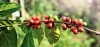 Coffea stenophylla, kawa z Sierra Leone. Roślina, która może uratować przemysł kawowy
