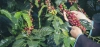 Gatunki kawy: Arabica i Robusta - różnorodność smaków kawowych