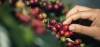 Kawa ziarnista Arabica 100%. Gatunki kawy z Peru - Arabica czy Robusta?