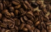 Odmiana kawy: Maracaturra