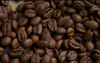 Odmiana kawy: SL28