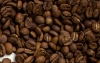 Odmiana kawy: Acaia IAC 474-1