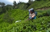 Jakie odmiany i ile herbaty produkuje Kenia?