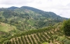 Dążenie do perfekcji - farma Finca Monteblanco