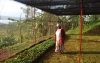 Skąd pochodzą nasze kawy? Rwanda Abakundakawa