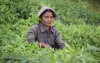 Herbata z Indii. 7 głównych regionów uprawy herbacianych krzewów