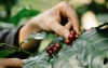 Kawowiec jako roślina: Poznaj fascynujące fakty o uprawie i pielęgnacji tej rośliny.