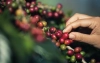 Kawa ziarnista Arabica 100%. Gatunki kawy z Peru - Arabica czy Robusta?