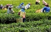 Herbata z certyfikatem ECO, BIO, Organic, Fair Trade
