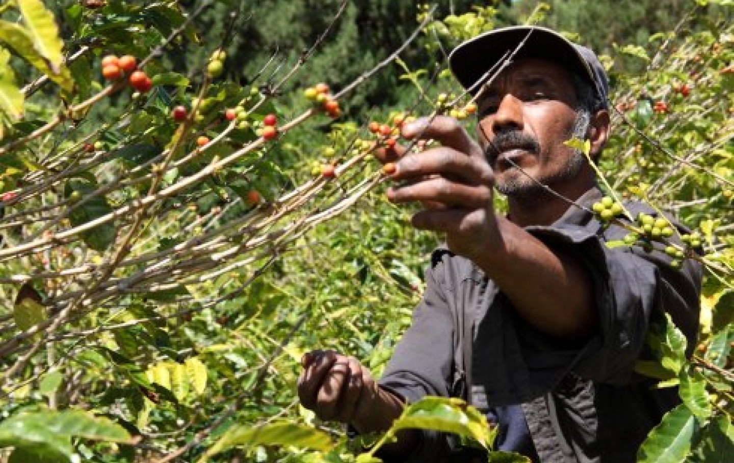 Fair Trade - co to właściwie jest?