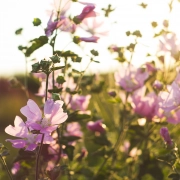 Ślaz dziki, czyli polska niebieska herbata ziołowa
