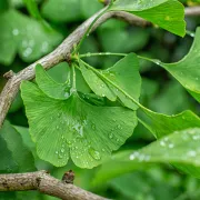 Ginkgo biloba, czyli miłorząb japoński. Działanie i wskazania do stosowania