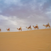 Herbata po beduińsku. Habak, biblijna mięta, to tajny składnik pustynnej herbaty
