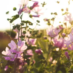 Ślaz dziki, czyli polska niebieska herbata ziołowa