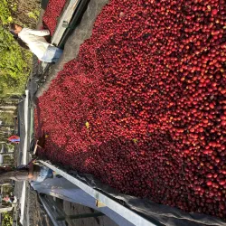 Honduras Finca El Puente Natural Catuai waga 250 zmielona do french press / Aeropress