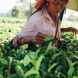 Herbata w Indiach. Historia i rodzaje herbat z Assam, Dardżylingu, Nilgiri i innych regionów