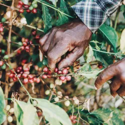 Czy kawę zbiera się cały rok?