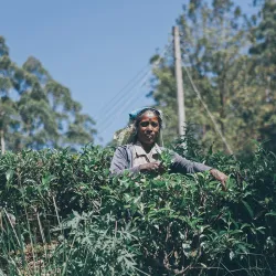 Herbata ze Sri Lanki. Historia cejlońskiej herbaty, plantacje i proces przetwarzania ręcznie zbieranych liści