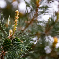 Herbatka z igieł sosnowych - przepis. Skąd wziąć igły sosny?