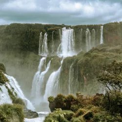 Herbata z Argentyny to nie tylko yerba mate. Argentyńska czarna herbata jest towarem eksportowym