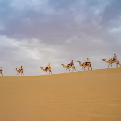 Herbata po beduińsku. Habak, biblijna mięta, to tajny składnik pustynnej herbaty