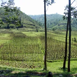 Podróże z kawą: Rwanda