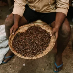 Kawa z Etiopii - Młyn Gora Kone