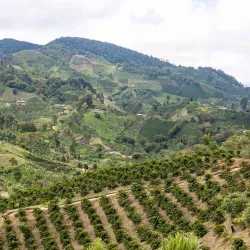 Dążenie do perfekcji - farma Finca Monteblanco