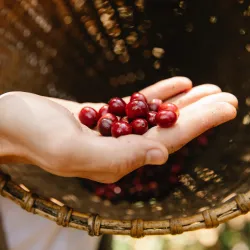 Tydzień z Rwandą - Rwanda Mataba