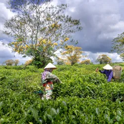 Najlepsza zielona herbata liściasta. Czy taka istnieje? Którą wybrać?