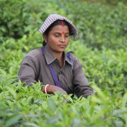 Herbata z Indii. 7 głównych regionów uprawy herbacianych krzewów