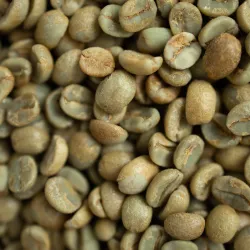 Coffea canephora to nie tylko robusta. Czym różni się od kawy arabiki i skąd jej rosnąca popularność?