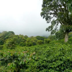 Czym jest Coffee Tour cz. 1