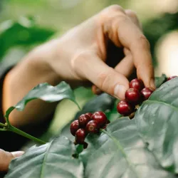 Kawowiec jako roślina: Poznaj fascynujące fakty o uprawie i pielęgnacji tej rośliny.
