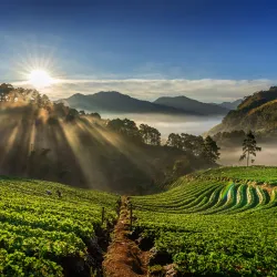 Jak pochodzenie kawy wpływa na jej smak?