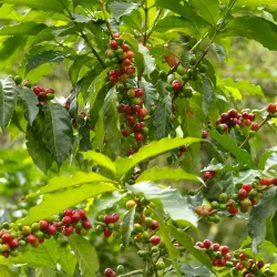 Timor Wschodni - wyspiarski raj kawowy