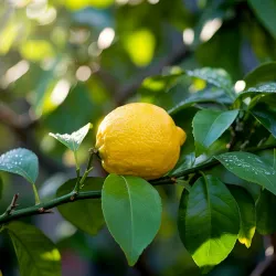 Przeciwutleniacze: klucz do zdrowia i długowieczności