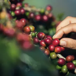 Kawa ziarnista Arabica 100%. Gatunki kawy z Peru - Arabica czy Robusta?