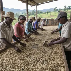 Wenezuela Santa Cruz – Czy to najlepsza kawa ziarnista z Ameryki Południowej?