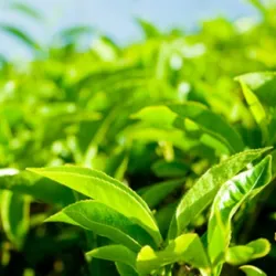 Herbata First Flush i Second Flush. Czym się różnią?