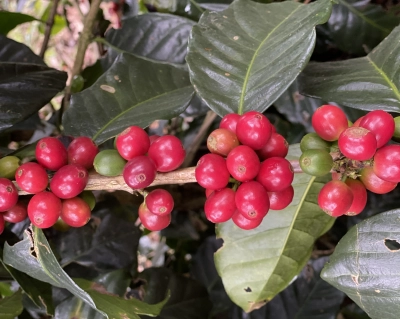 Honduras Finca El Puente Natural Catuai waga 250g mielenie kawiarka (moka)
