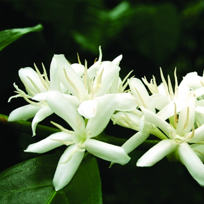 Panama Geisha La Esmeralda Natural waga 200 - zdjęcie 4