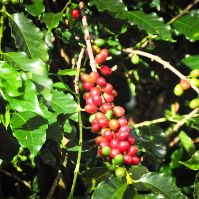 Costa Rica Hacienda Sonora Geisha Natural waga 200 - zdjęcie 3